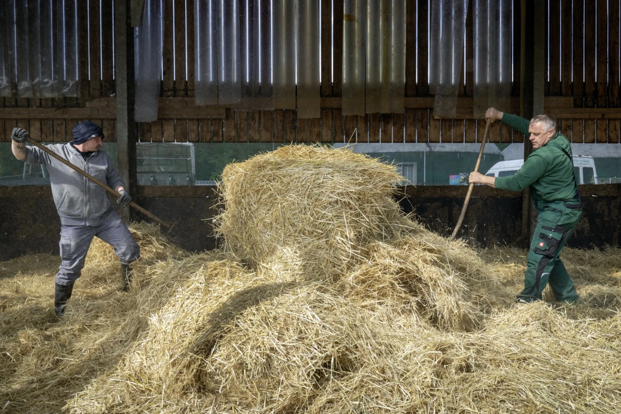 Zwei M&auml;nner in Arbeitskleidung verteilen das aufgestapelte Stroh in einer Scheune mit Holzw&auml;nden im Hintergrund. Sie arbeiten mit Heugabeln.