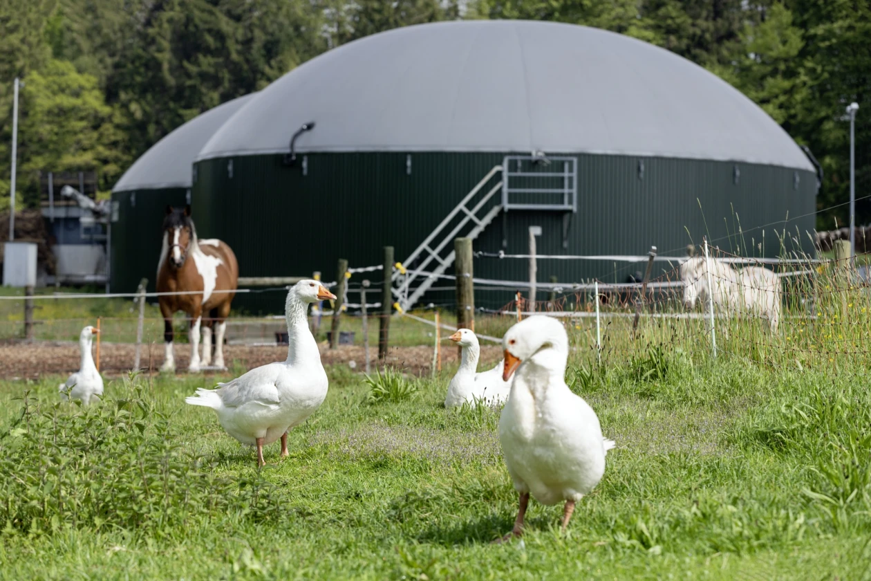 Zu sehen sind 4 G&auml;nse und 2 Pferde auf einer gr&uuml;nen Wiese  vor einer gro&szlig;en grauen Biogasanlage. Das eine Pferd ist braun-wei&szlig; und das andere wei&szlig;.