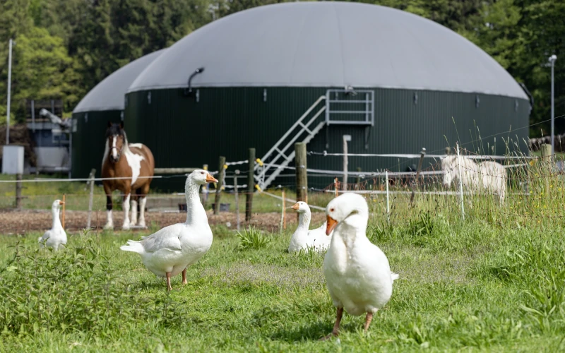 Zu sehen sind 4 G&auml;nse und 2 Pferde auf einer gr&uuml;nen Wiese  vor einer gro&szlig;en grauen Biogasanlage. Das eine Pferd ist braun-wei&szlig; und das andere wei&szlig;.